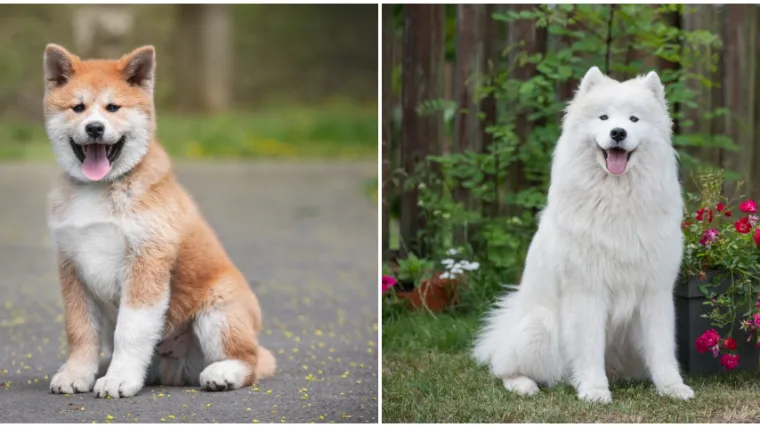 Ovo su najskuplji psi na svijetu: Jedan od njih doseže cijenu čak do milijun eura