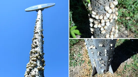 Njima je ovo Zrće: Možete li shvatiti &scaron;to je na gradskom stupu? Gore se odvija pravi party