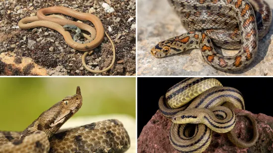 Rije&scaron;i kviz i doznaj može&scaron; li prepoznati sve zmije koje žive na području Hrvatske