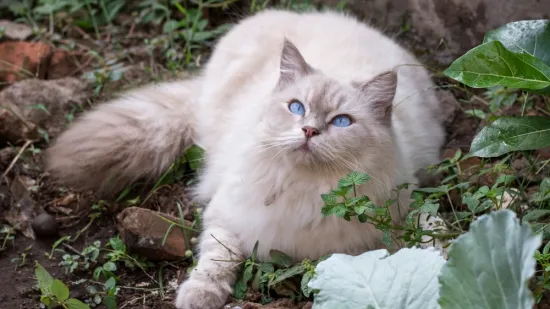 Odaberite savr&scaron;enog kućnog ljubimca: Ovih osam pasmina mačaka idealne su za obitelji s djecom