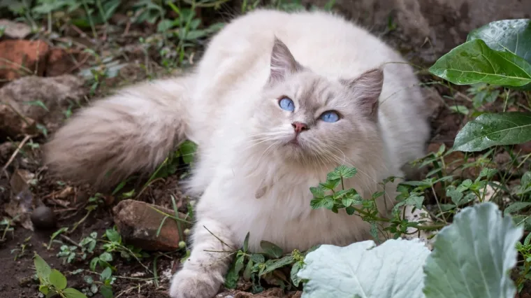 Odaberite savr&scaron;enog kućnog ljubimca: Ovih osam pasmina mačaka idealne su za obitelji s djecom