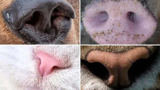 Može&scaron; li prepoznati ove životinje po nju&scaron;ki: Možda izgleda jednostavno, ali lako se poskliznuti