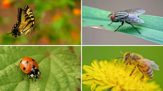 Ne mora&scaron; biti genijalac da prepozna&scaron; barem &scaron;est kukaca sa slike: Pitanja su stvarno laka