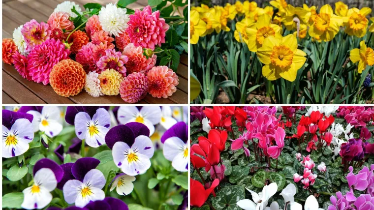 Može&scaron; li prepoznati ovo cvijeće? Ne mora&scaron; biti veliki botaničar da sve zna&scaron;