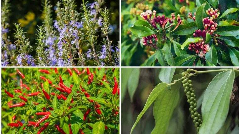 Kako rastu ovi začini? Rijetki ih mogu prepoznati samo po fotografiji biljke