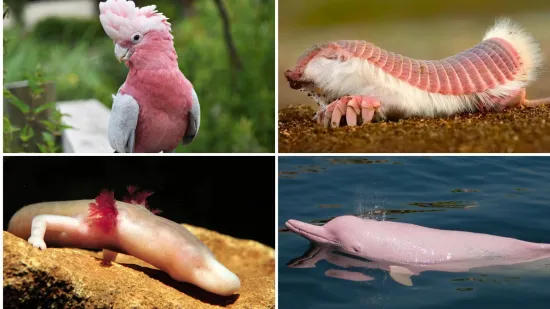 Samo će pravi stručnjak moći prepoznati ove ružičaste životinje: Pitanja su jako zahtjevna