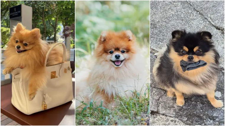 Ovo su va&scaron;e fotografije: Poznati po bujnom krznu i temperamentu najslađi su kradljivci čarapa