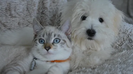 Ovih 25 pasmina pasa slažu se s mačkama: Prihvaćaju ih kao ravnopravne članove obitelji