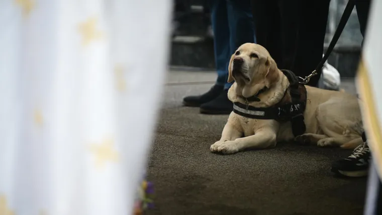 Na pogrebu Vujo&scaron;eviću i njegova labradorica: Potresni detalj pokazuje posebnu ljubav između njih